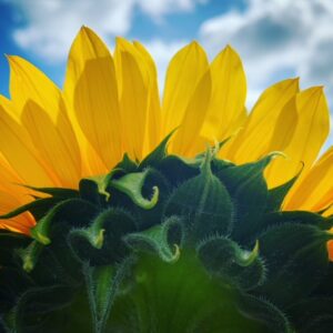 Supporting Children & Young People around Disorganised Attachment and Dissociation.